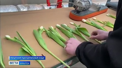 Десятки сортов тюльпанов выращивают в тепличном хозяйстве в Хомутово
