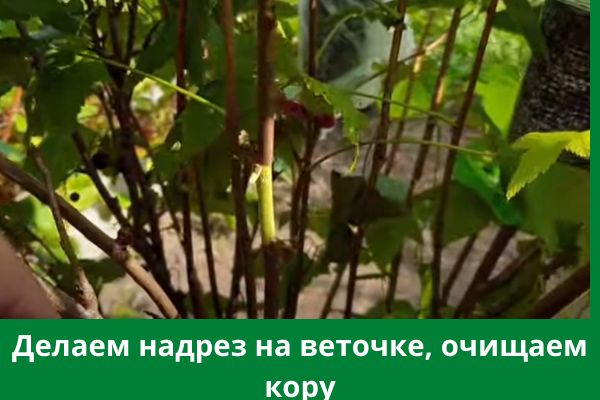 ����������� ������ ����������� ��������� ��� ������ ����