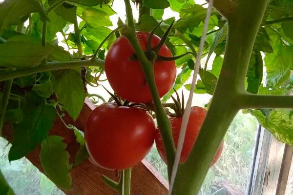 �������� ������� � ����������� ������� ����