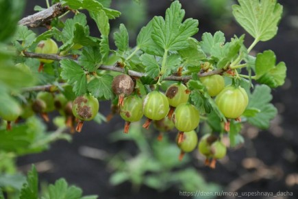 ����������� ������ ������ � ��������� �����: ��� ����� �����