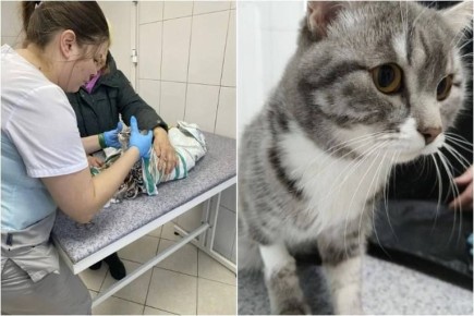 Запустила стирку, не заметив кота: любимец семьи едва не погиб в быстро вращающемся барабане