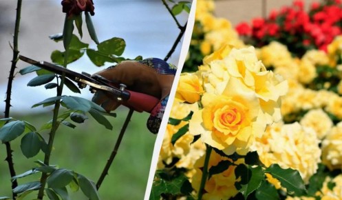 Убедитесь, что ваши розы готовы к зиме: советы по осеннему уходу