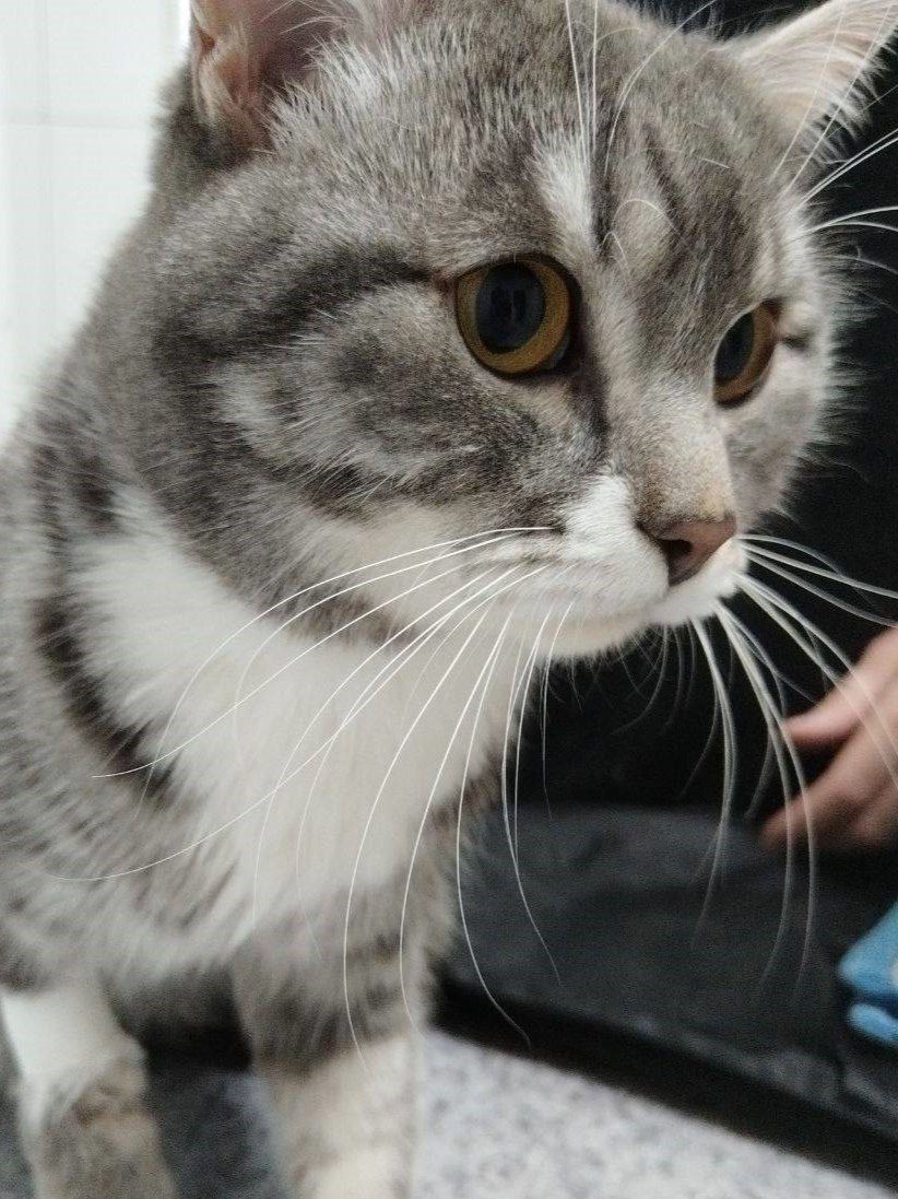 В Иркутской области спасли кота, которого случайно постирала пожилая хозяйка