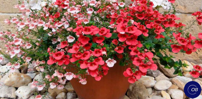 Диасция: цветок, который затмит петунии и лобелию