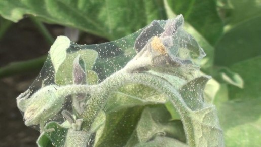 ��� ���������� ���������� �� ���������� �����: �������� ������