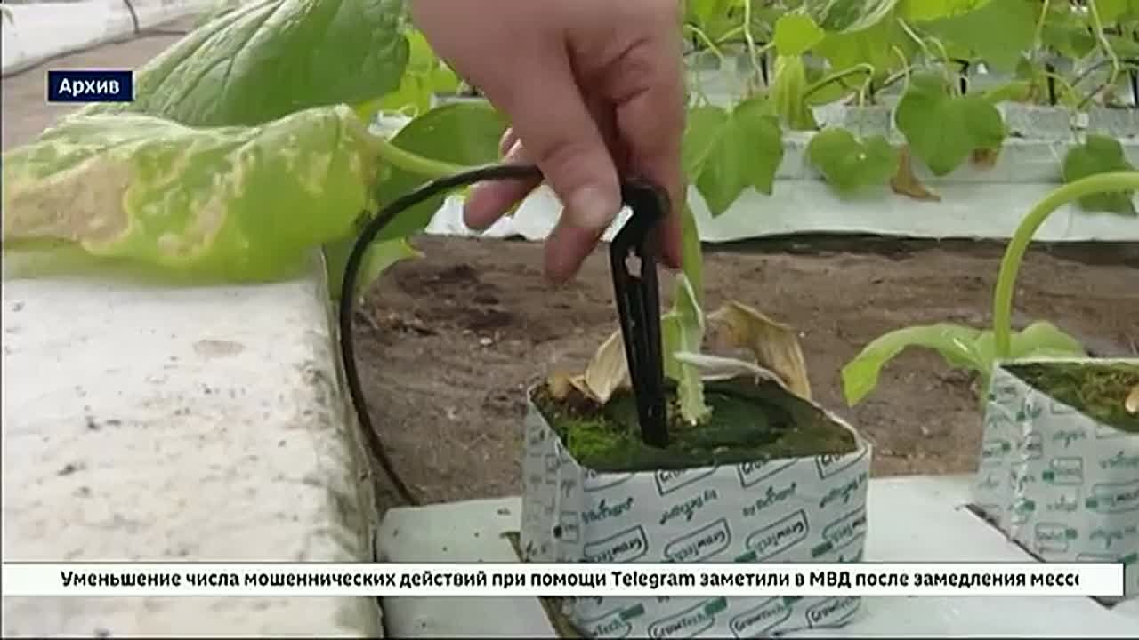 Эксперты Банка России объяснили рост цен на огурцы и помидоры в Иркутской области сезонными факторами и аномальными морозами