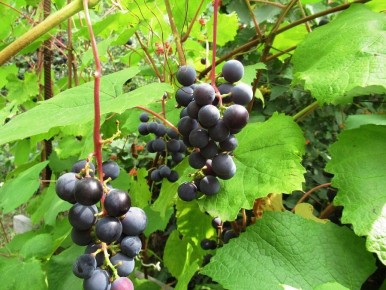 ��� �������� ���������� ��������� � �������