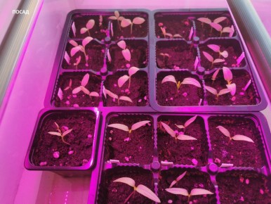 Советы из интернета: как не потерять рассаду из-за неподтвержденной информации