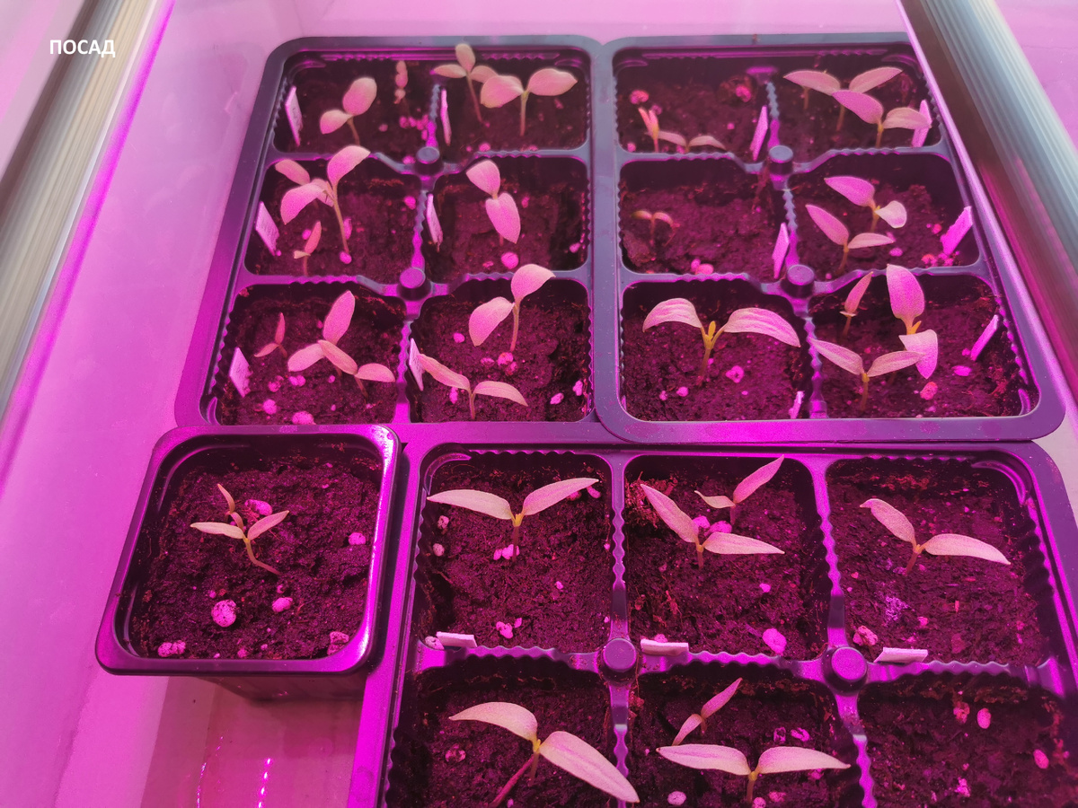 Советы из интернета: как не потерять рассаду из-за неподтвержденной информации