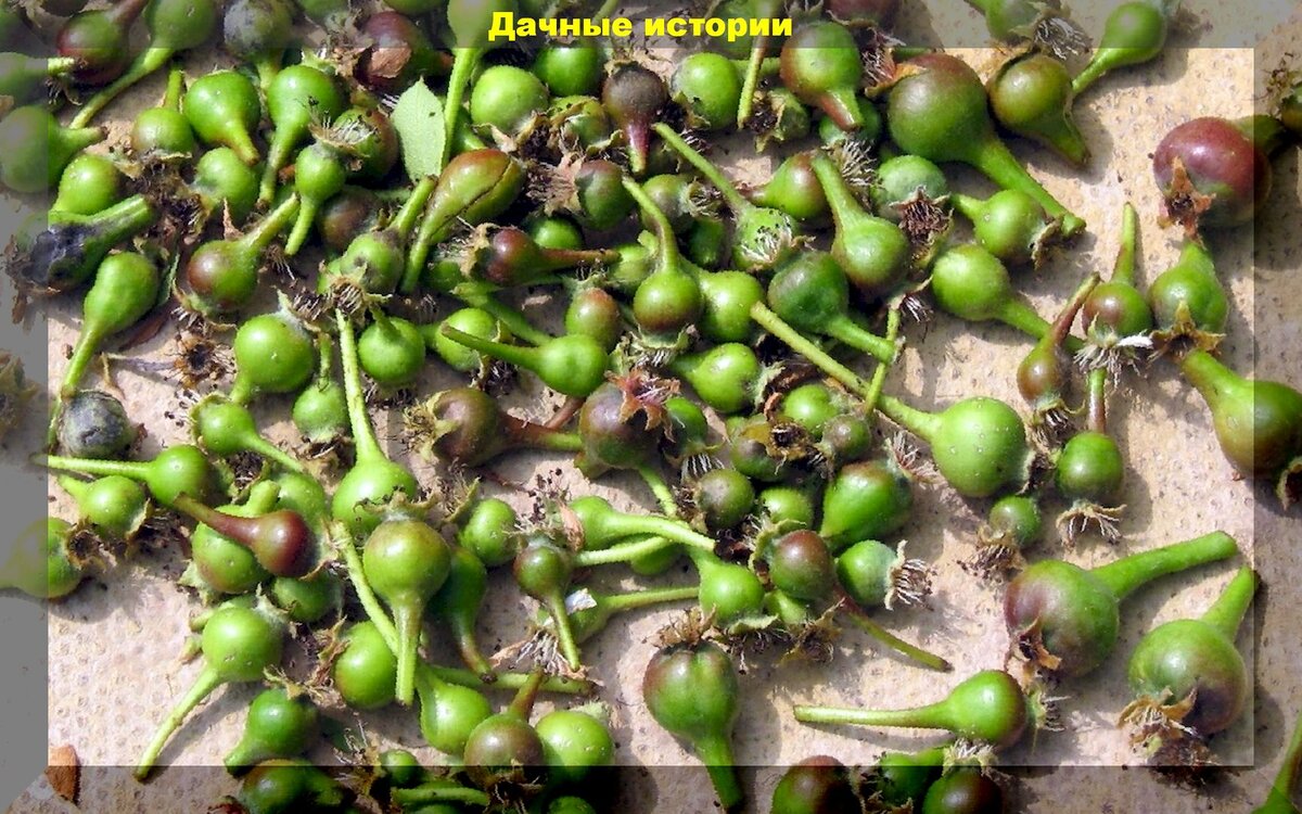 Эффективная подкормка для сохранения завязей на плодовых деревьях