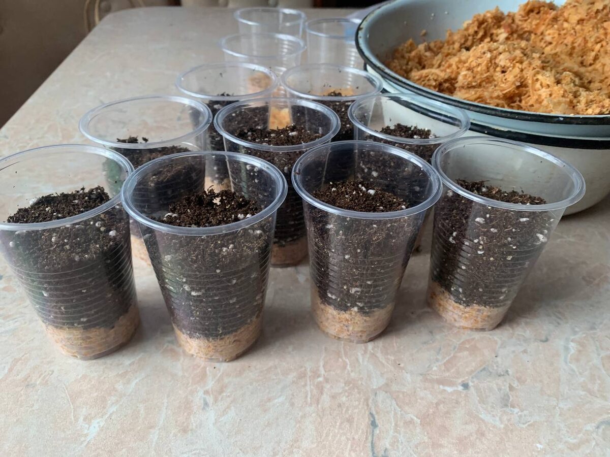 Опилки для рассады: простой и эффективный способ защиты от перелива