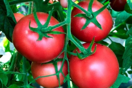 ��� ��������� ������ ����� ������� ����: ������� ��������� ������