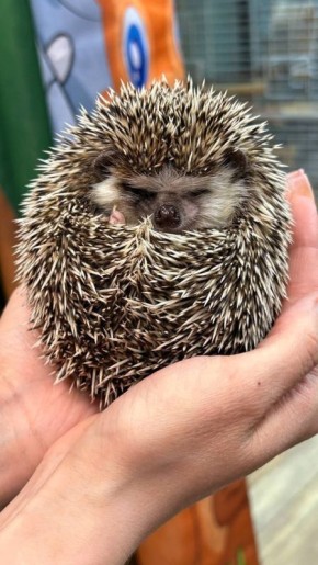 ������ ����, ��������� �������!