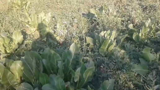 ��� ���������� � ������ �� �������: 4 ������, ������� ������������� ��������