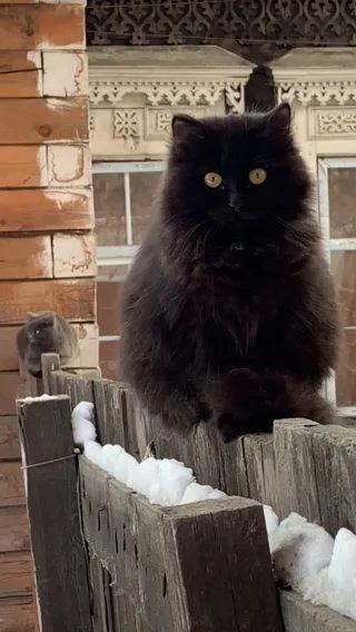 Иркутск кошачий: точки притяжения