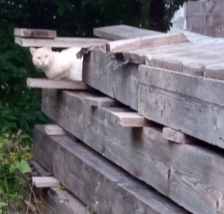 Иркутск кошачий: точки притяжения Иркутск кошачий: точки притяжения