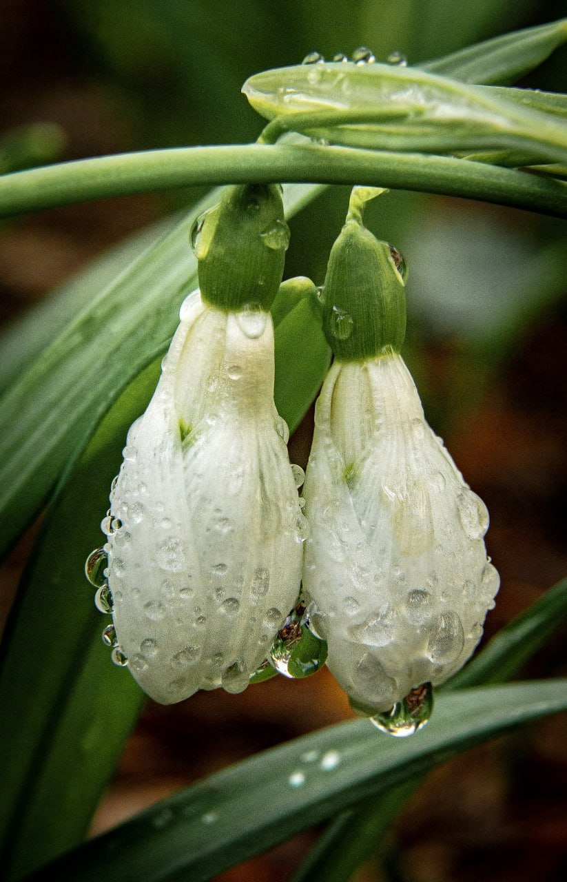 С началом весны. На фото — первые вестники весны: пушистая сочинская мимоза и хрупкие крымские подснежники