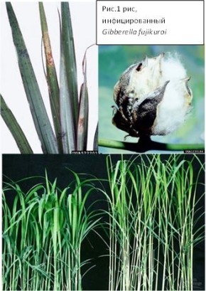 ��� ����������� ������ �� ���� ���� � ������ ��������