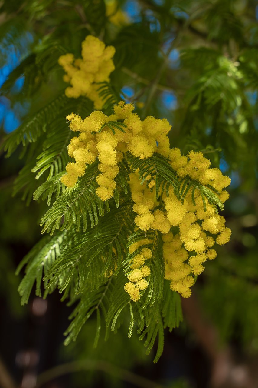 С началом весны. На фото — первые вестники весны: пушистая сочинская мимоза и хрупкие крымские подснежники С началом весны. На фото — первые вестники весны: пушистая сочинская мимоза и хрупкие крымские подснежники