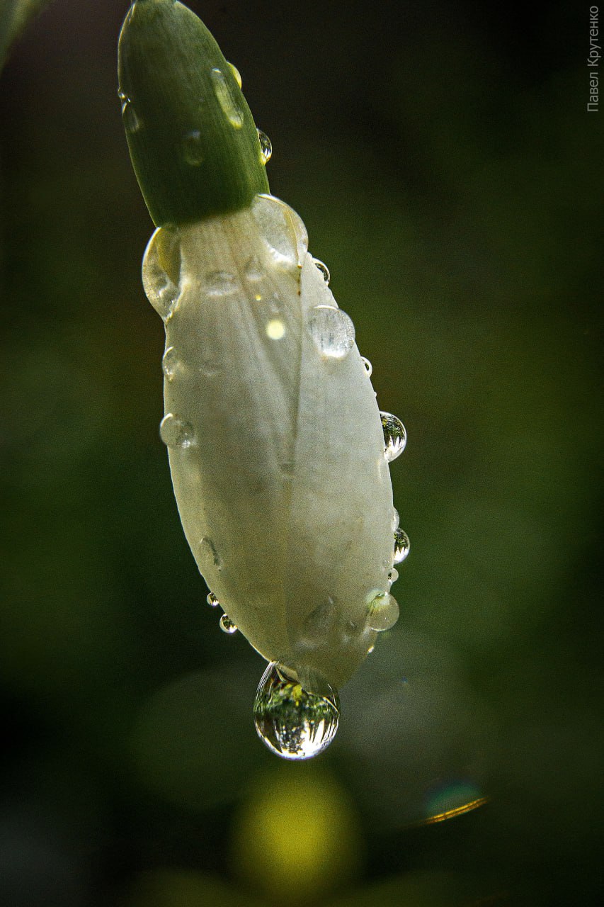 С началом весны. На фото — первые вестники весны: пушистая сочинская мимоза и хрупкие крымские подснежники С началом весны. На фото — первые вестники весны: пушистая сочинская мимоза и хрупкие крымские подснежники
