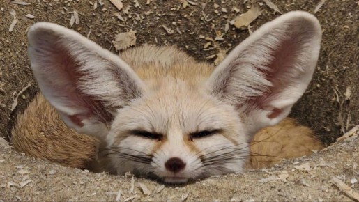 ������ ����, ��������� �������!