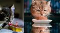 Коты и еда: почему ваш питомец жаждет компании во время трапезы