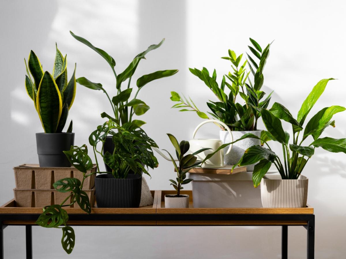 Зеленое вдохновение: 10 идеальных растений для вашего дома