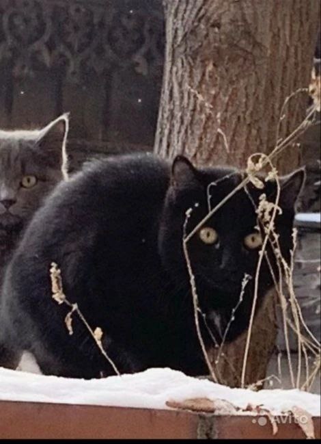 Иркутск кошачий: точки притяжения Иркутск кошачий: точки притяжения