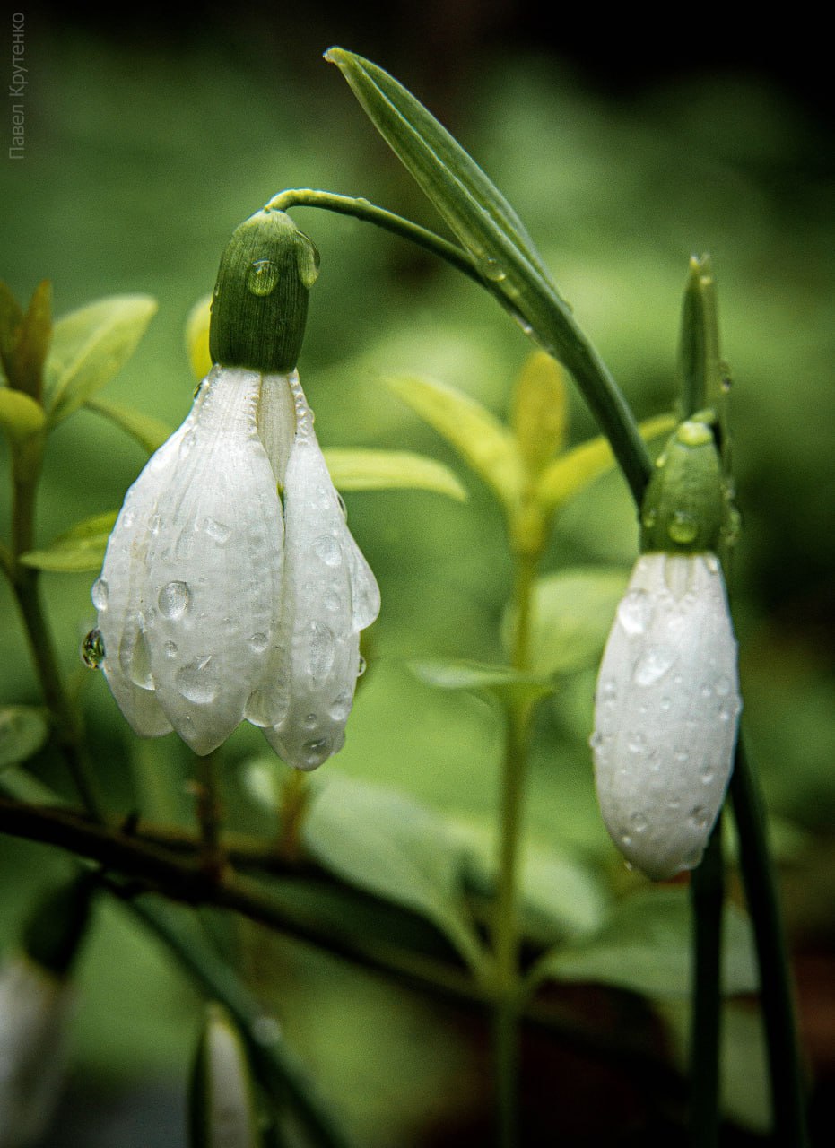 С началом весны. На фото — первые вестники весны: пушистая сочинская мимоза и хрупкие крымские подснежники С началом весны. На фото — первые вестники весны: пушистая сочинская мимоза и хрупкие крымские подснежники