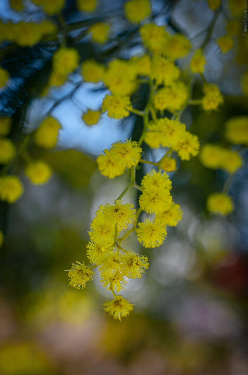С началом весны. На фото — первые вестники весны: пушистая сочинская мимоза и хрупкие крымские подснежники С началом весны. На фото — первые вестники весны: пушистая сочинская мимоза и хрупкие крымские подснежники