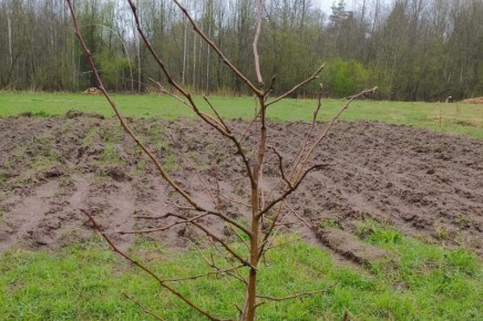 ��� �������� ����� �� ���� ������� �������� � ���