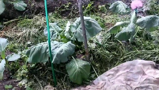 ��� ������ ������ ������� �� ����: ��������� ������� � ������ ���������