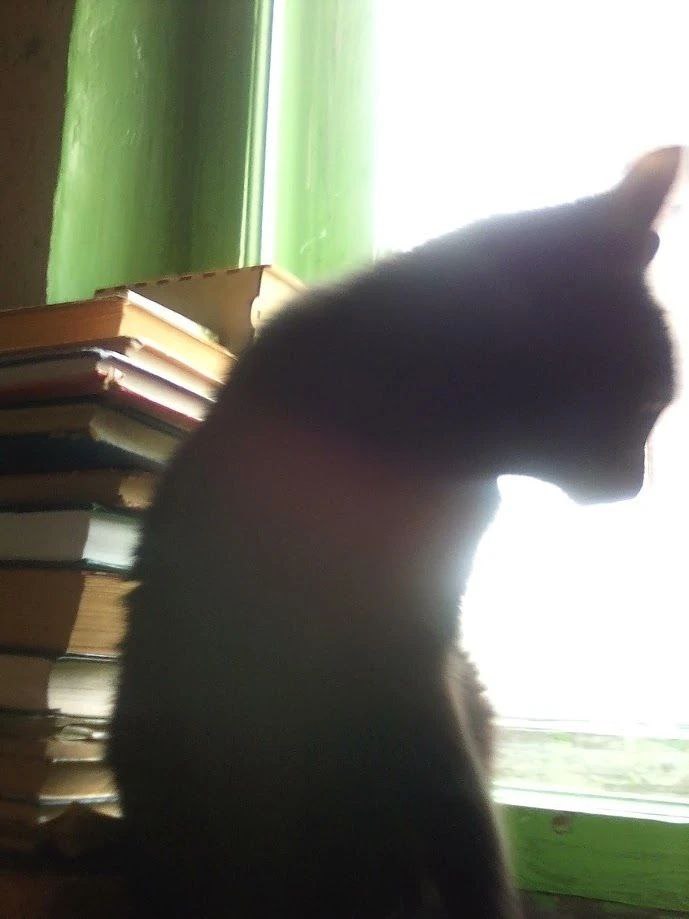 Иркутск кошачий: точки притяжения Иркутск кошачий: точки притяжения