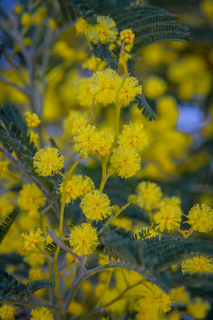 С началом весны. На фото — первые вестники весны: пушистая сочинская мимоза и хрупкие крымские подснежники С началом весны. На фото — первые вестники весны: пушистая сочинская мимоза и хрупкие крымские подснежники