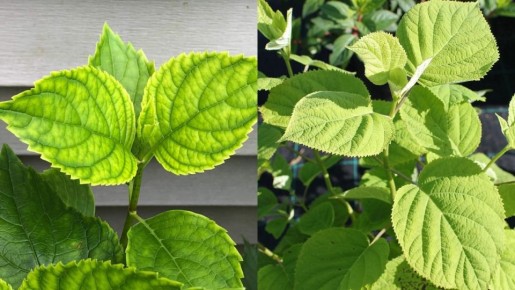 Как вернуть жизнь пожелтевшей метельчатой гортензии: 5 простых домашних средств