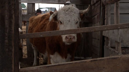 К плановым противоэпизоотическим мероприятиям приступили в Иркутской области