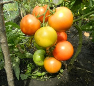 ��� �������� ���������� ������ �������