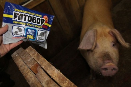 Эффективные стратегии борьбы с крысами в свинарнике