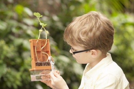 Интеллект растений: невероятные способности, о которых вы не знали