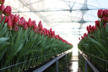 Более миллиона тюльпанов и новая линия: как «Горзеленхоз» нарастил производство в Иркутске
