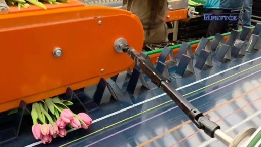 В «Горзеленхозе» кипит работа: перед главным весенним праздником нужно успеть срезать все тюльпаны, а их в этом году — больше миллиона! Поэтому для предприятия приобрели супер-помощника: многофункциональную обрезочную линию