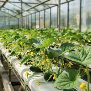 Как спасти огурцы в августе: секреты богатого урожая до заморозков