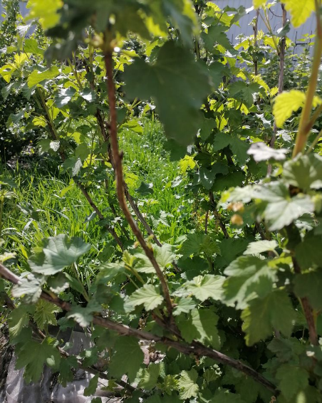 Как победить стеклянницу на смородине: проверенные методы