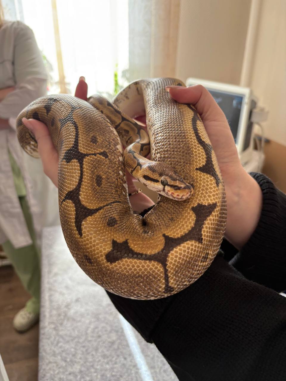 В ветклинику Братска привезли необычного пациента - самку шаровидного питона по кличке Феня В ветклинику Братска привезли необычного пациента - самку шаровидного питона по кличке Феня