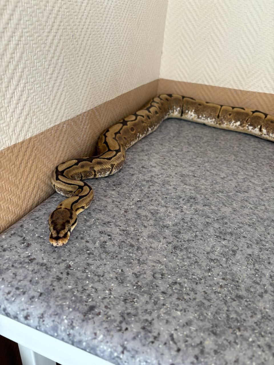 В ветклинику Братска привезли необычного пациента - самку шаровидного питона по кличке Феня В ветклинику Братска привезли необычного пациента - самку шаровидного питона по кличке Феня