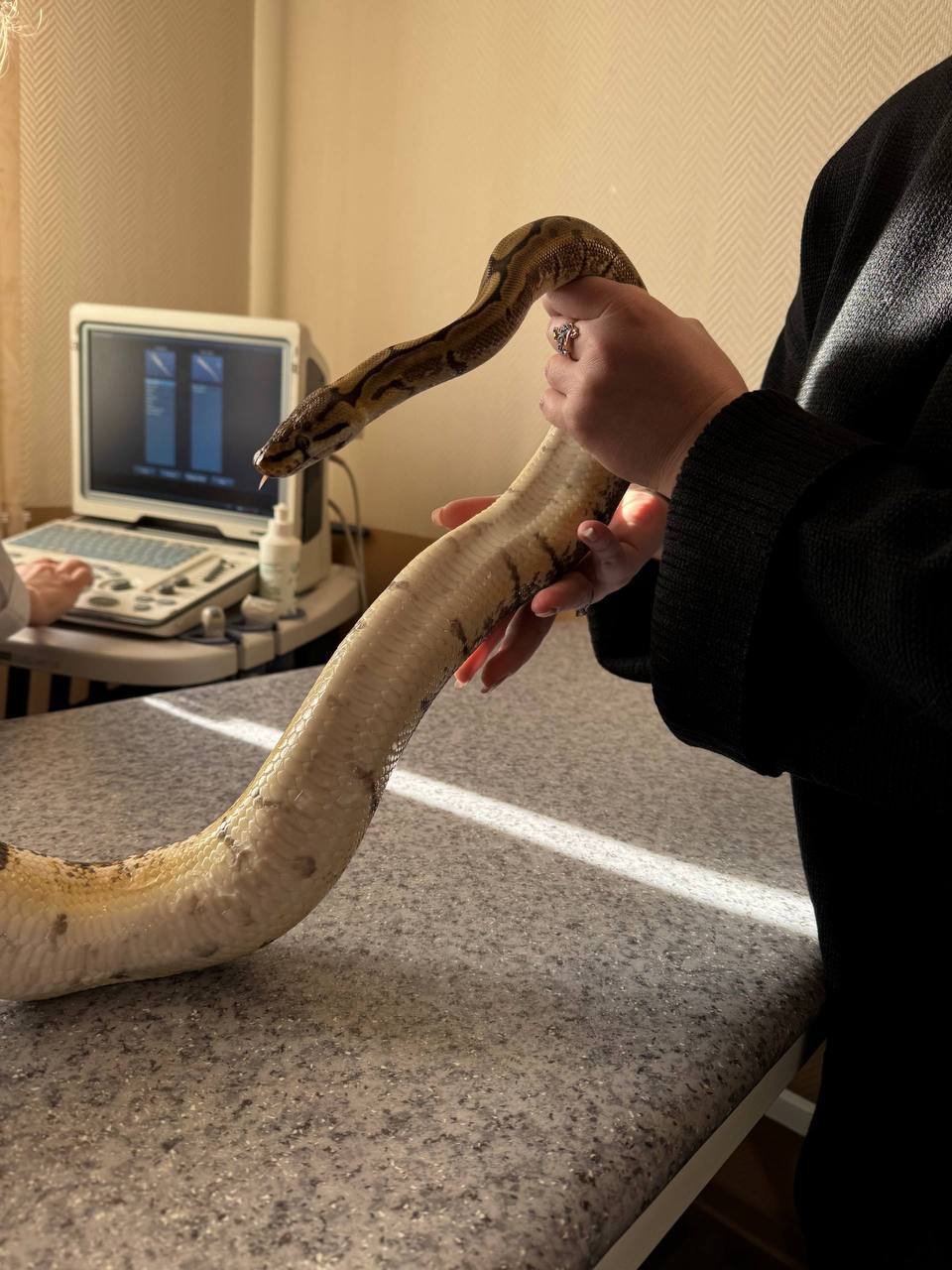 В ветклинику Братска привезли необычного пациента - самку шаровидного питона по кличке Феня