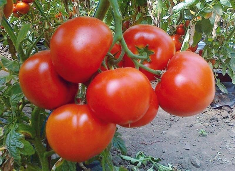 Топ томатов для вашего тепличного рая