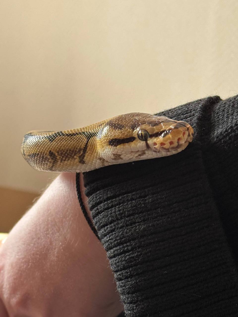 В ветклинику Братска привезли необычного пациента - самку шаровидного питона по кличке Феня В ветклинику Братска привезли необычного пациента - самку шаровидного питона по кличке Феня