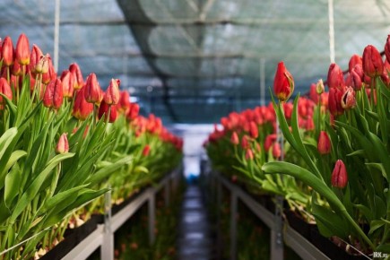 И пускай на улице пока не царит весенняя атмосфера