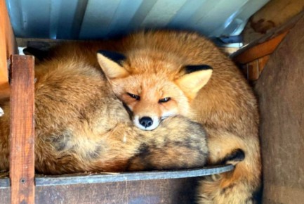 ������ ����, ��������� �������!